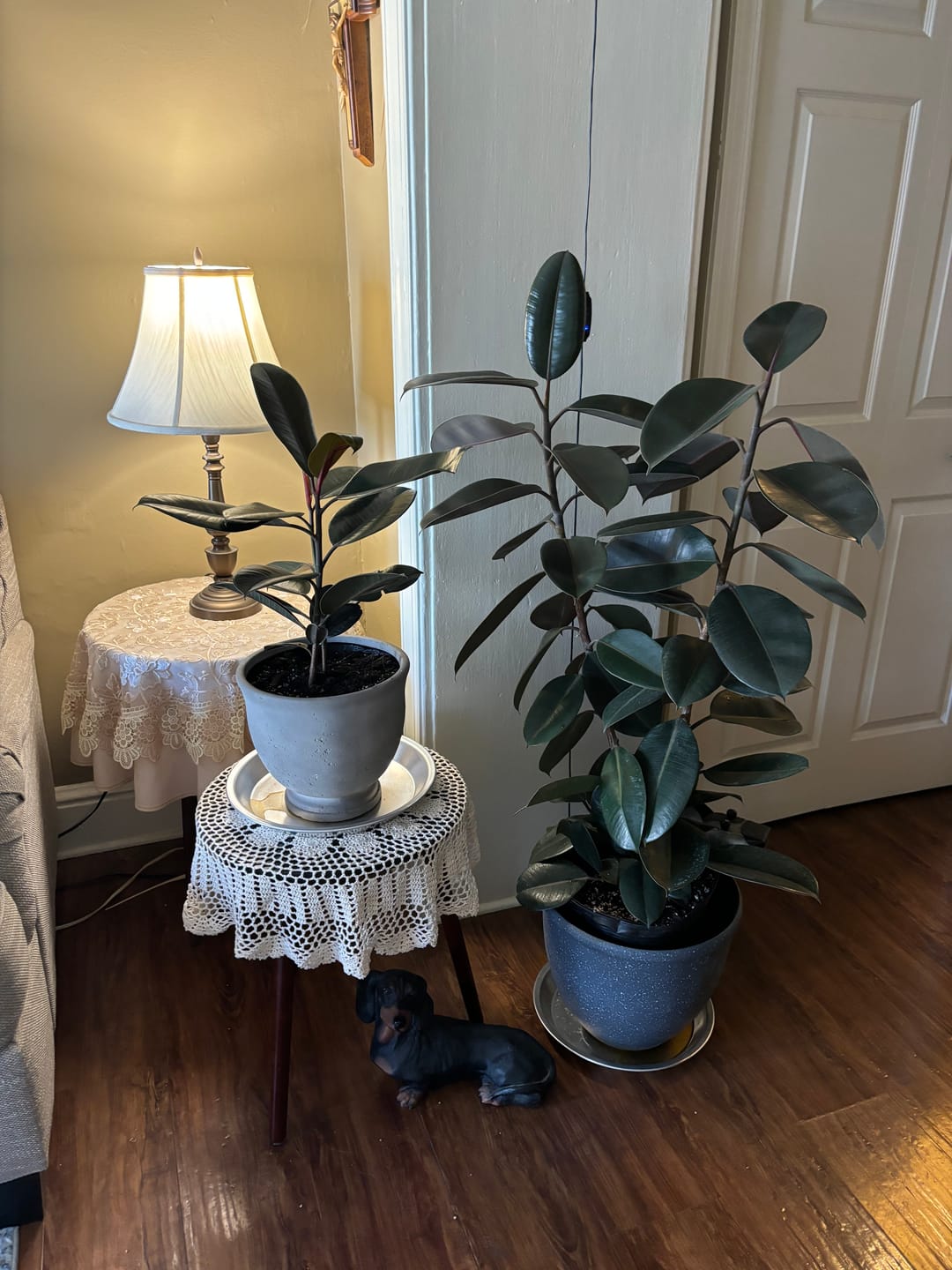 Customer photo review of Ficus Burgundy Bush, Rubber Tree