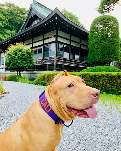 Customer photo review of Purple Bully Proof Collar