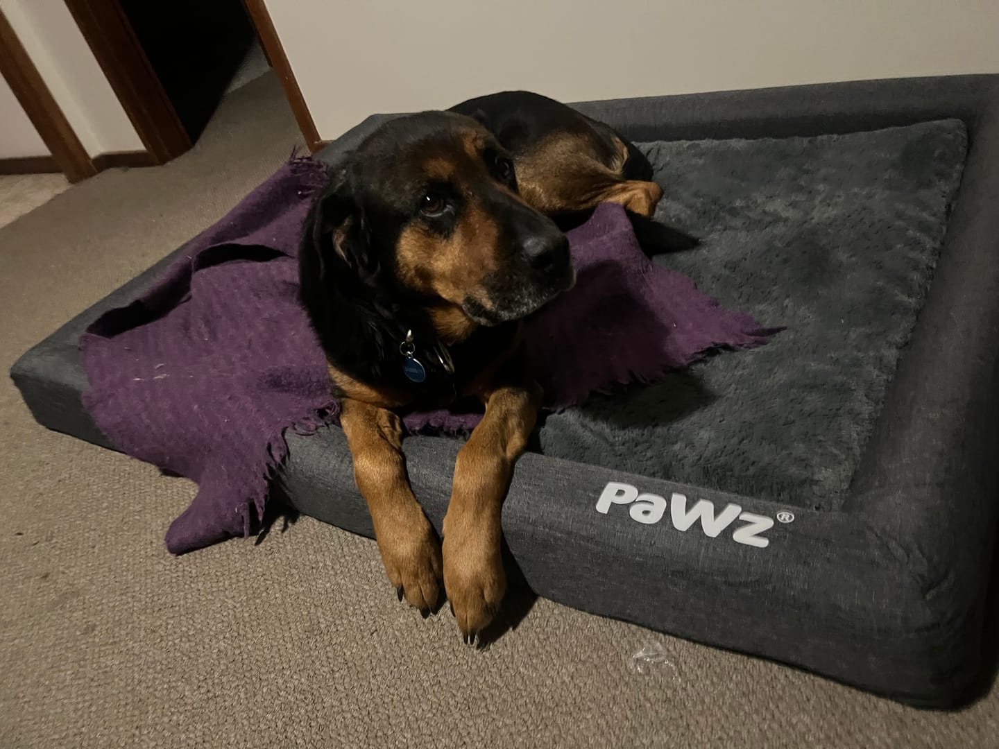 Customer photo review of PaWz Premium Memory Foam Calming Dog Bed