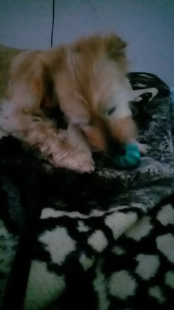 Customer photo review of Watermelon Ball Dog Chew Toy