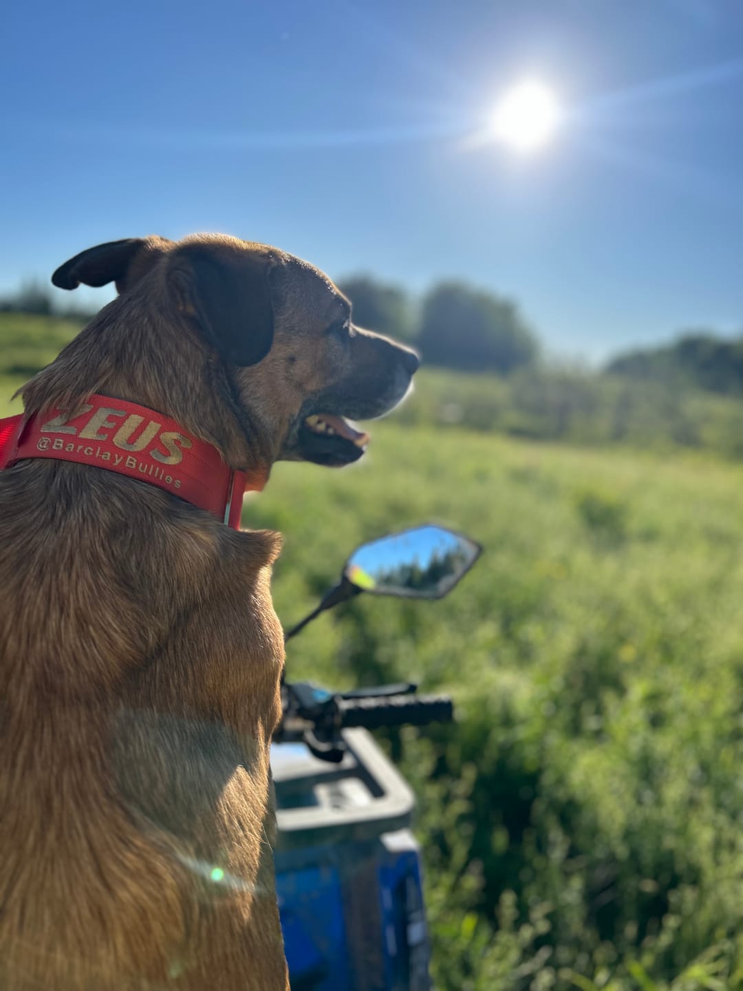 Customer photo review of 2" Tacti Luxe Dog Collar - Gold Cognac