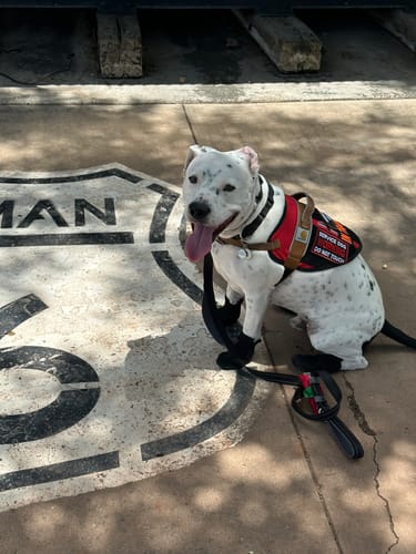 Customer photo review of Leather Dog Booties - Doccasins - 1 pair