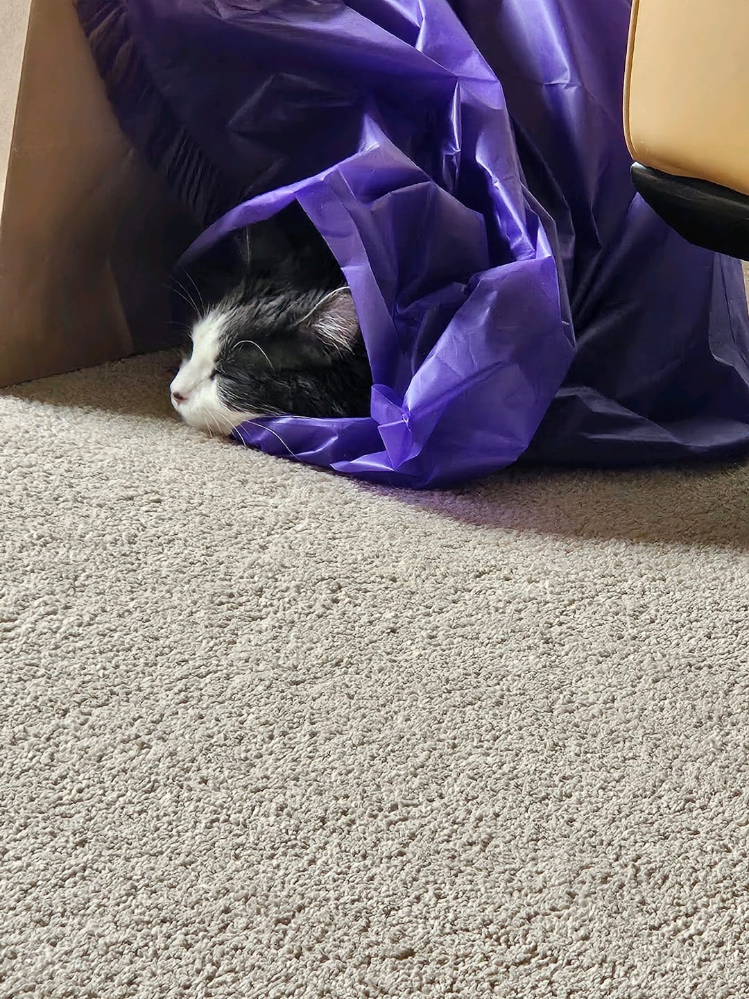 Customer photo review of Magic Carpet