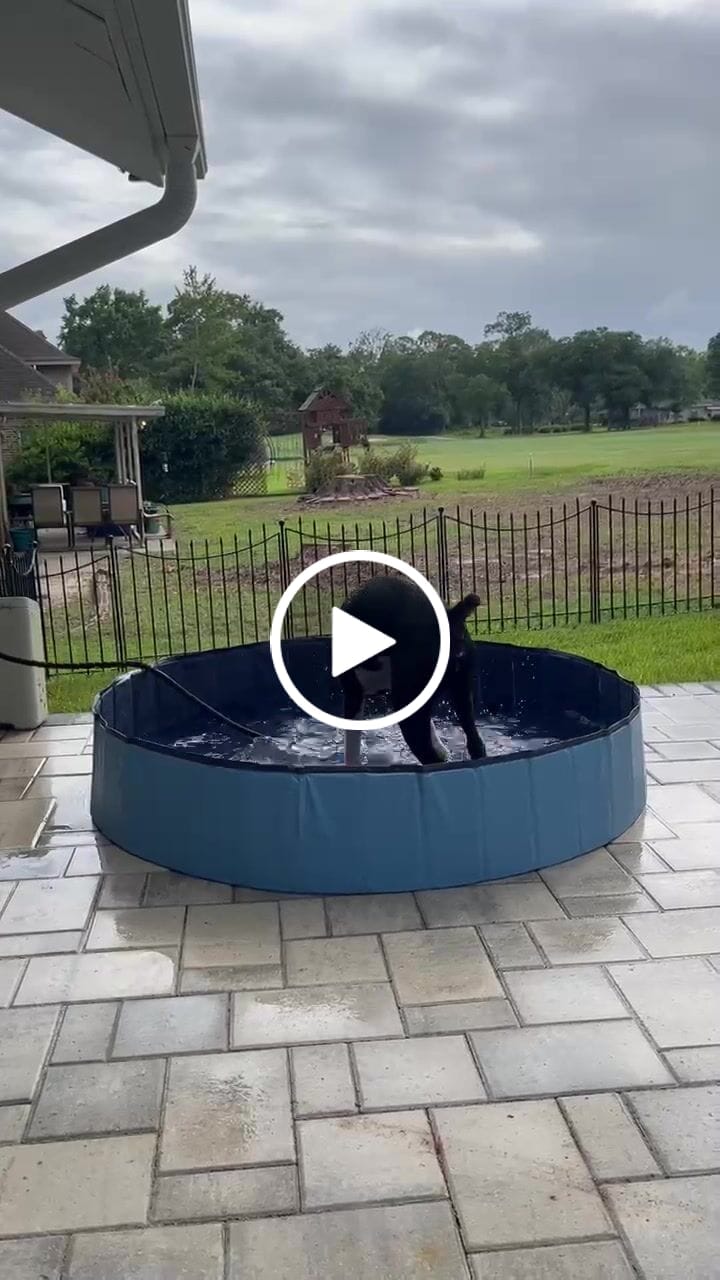 Customer video review of NEW Pop-Up Foldable Outdoor Dog Bath & Swimming Pool With Side Drain (+FREE POOL COVER!)