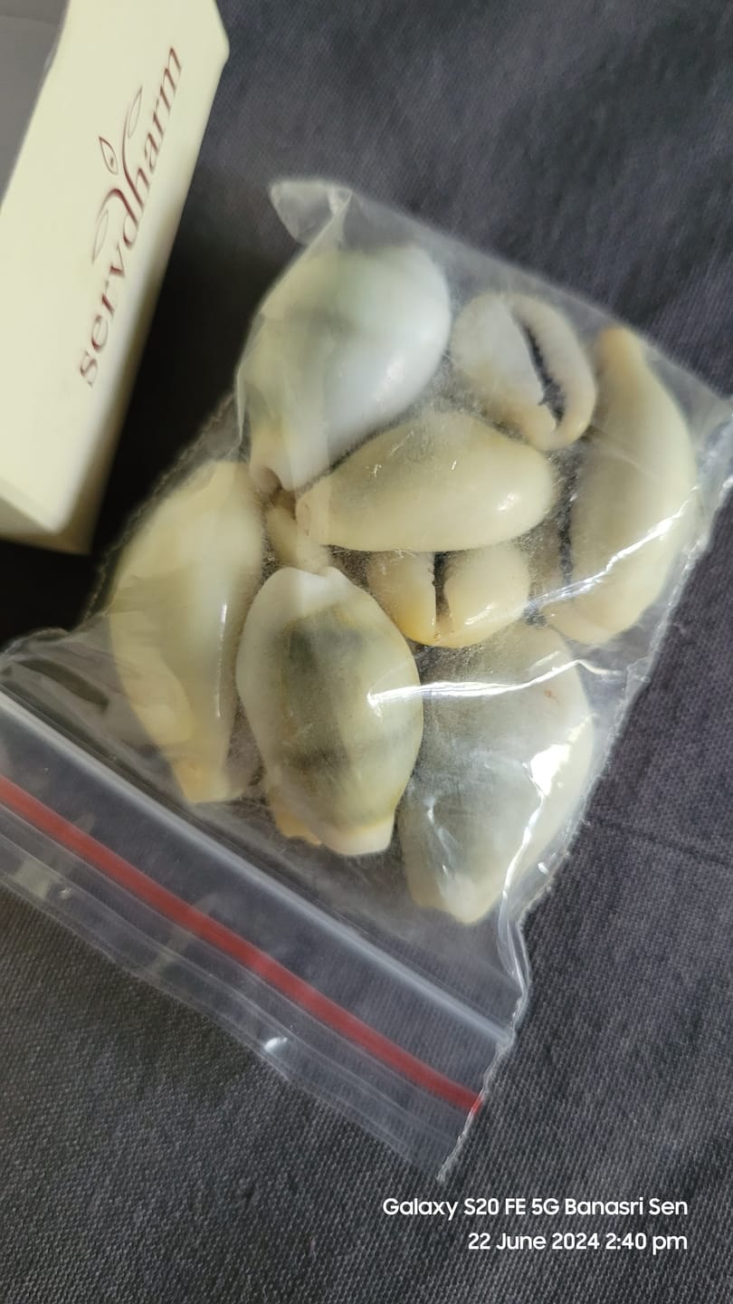 Customer photo review of Yellow Kawri/Kaudi/Cowrie For Dhanteras, Goddess Lakshmi, Baglamukhi and Kuber Pooja ( 11 Shells ) | Pila Kawri