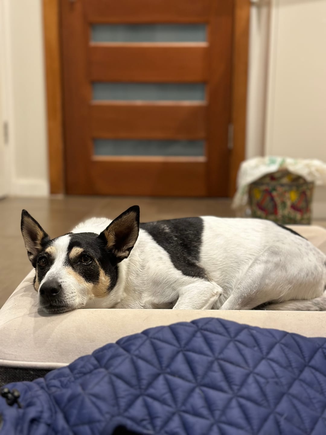 Customer photo review of Kangaroo Bed Extra Cover - Grey