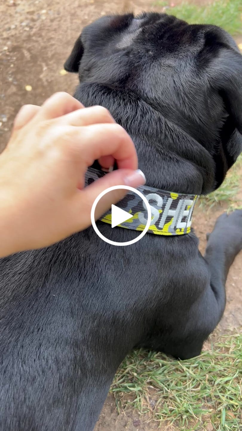 Customer video review of 4cm Combat® Collar | With Handle & Rated Clip - Lightning v2.0