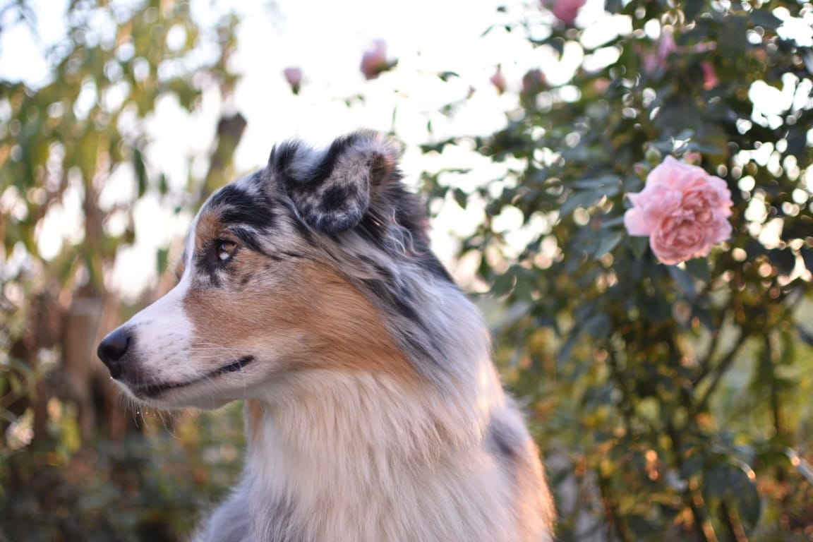 Customer photo review of Allergietest Pro Hund