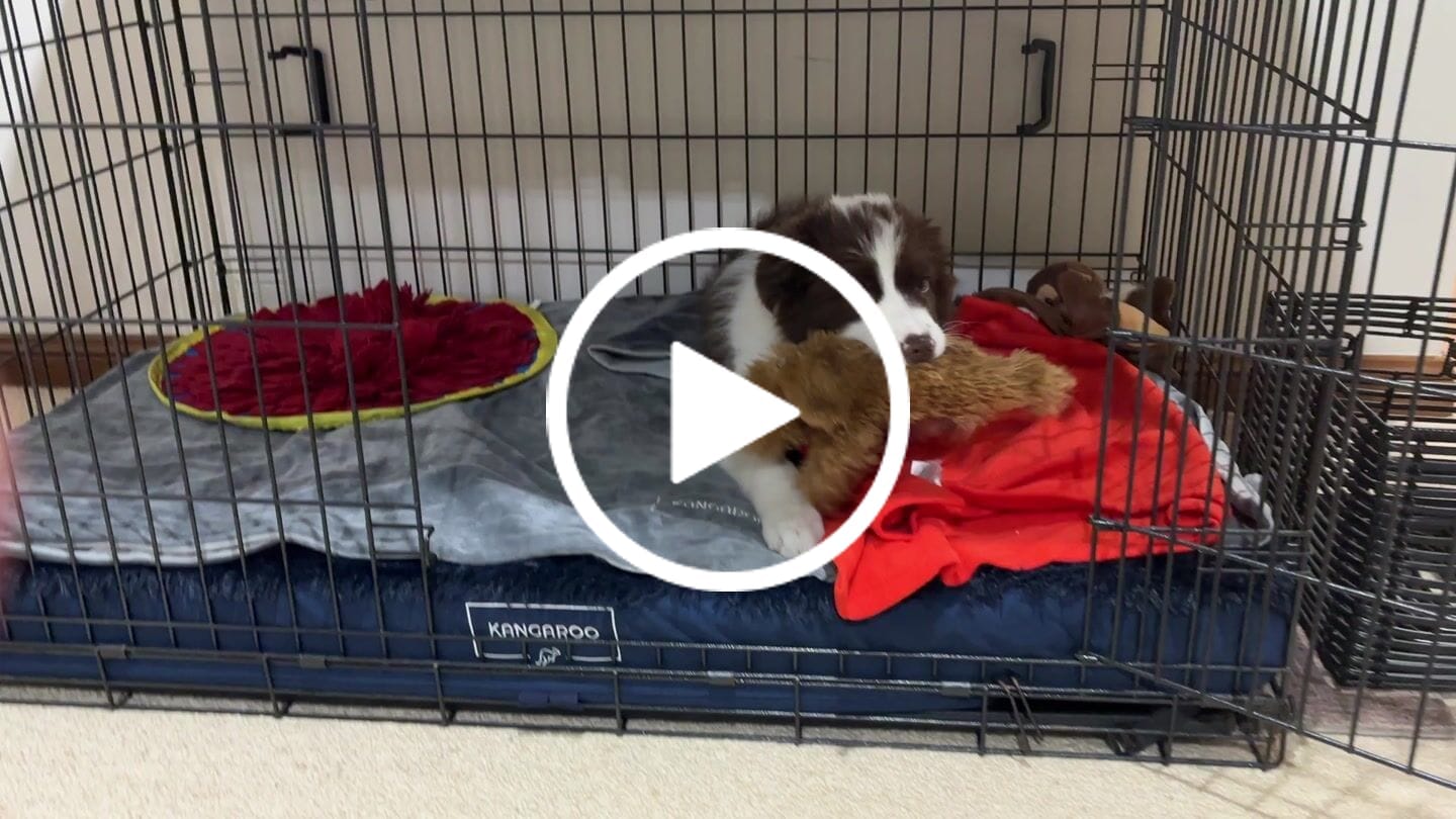 Customer video review of Calming Cover for Kangaroo Crate Mat