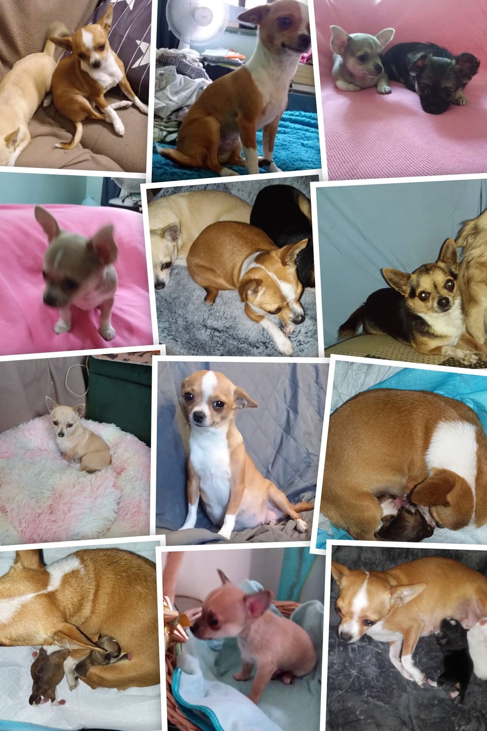 Customer photo review of Dog Bark Silencer