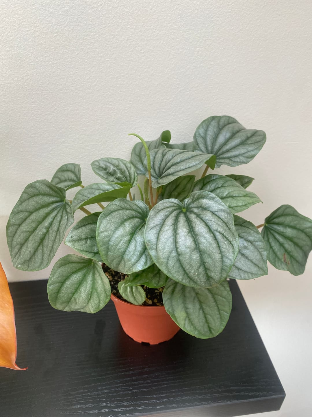Customer photo review of Peperomia caperata 'Frost'