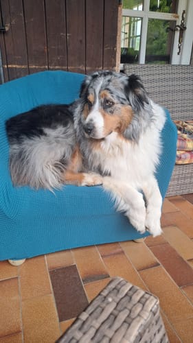 Customer photo review of Turquoise - Housses pour Fauteuil Cabriolet - 100% Imperméables et Ultra résistantes
