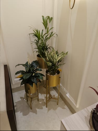 Customer photo review of Modern Big Tall Premium Metal Pots Stands for Home Decoration ( Set of 3 )