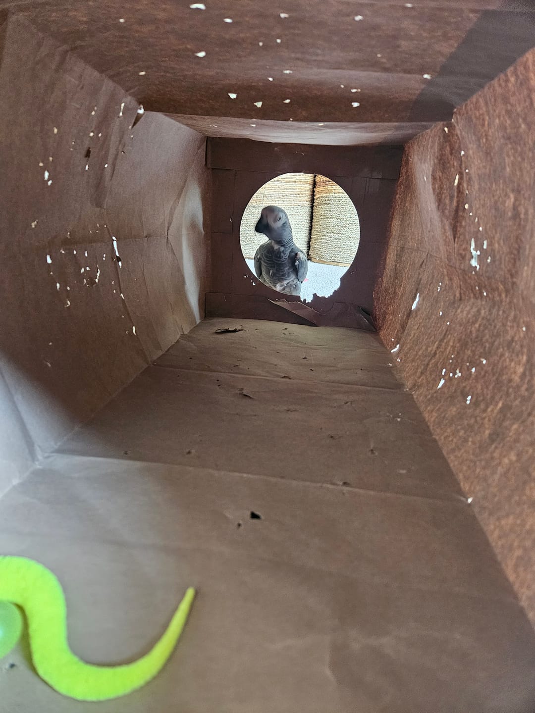 Customer photo review of Hide and Sneak - 2 Pack Unique Cat Tunnel