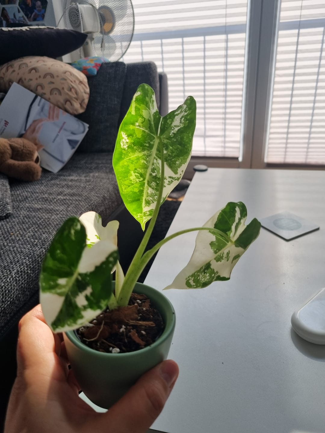 Customer photo review of ALOCASIA FRYDEK VARIEGATA