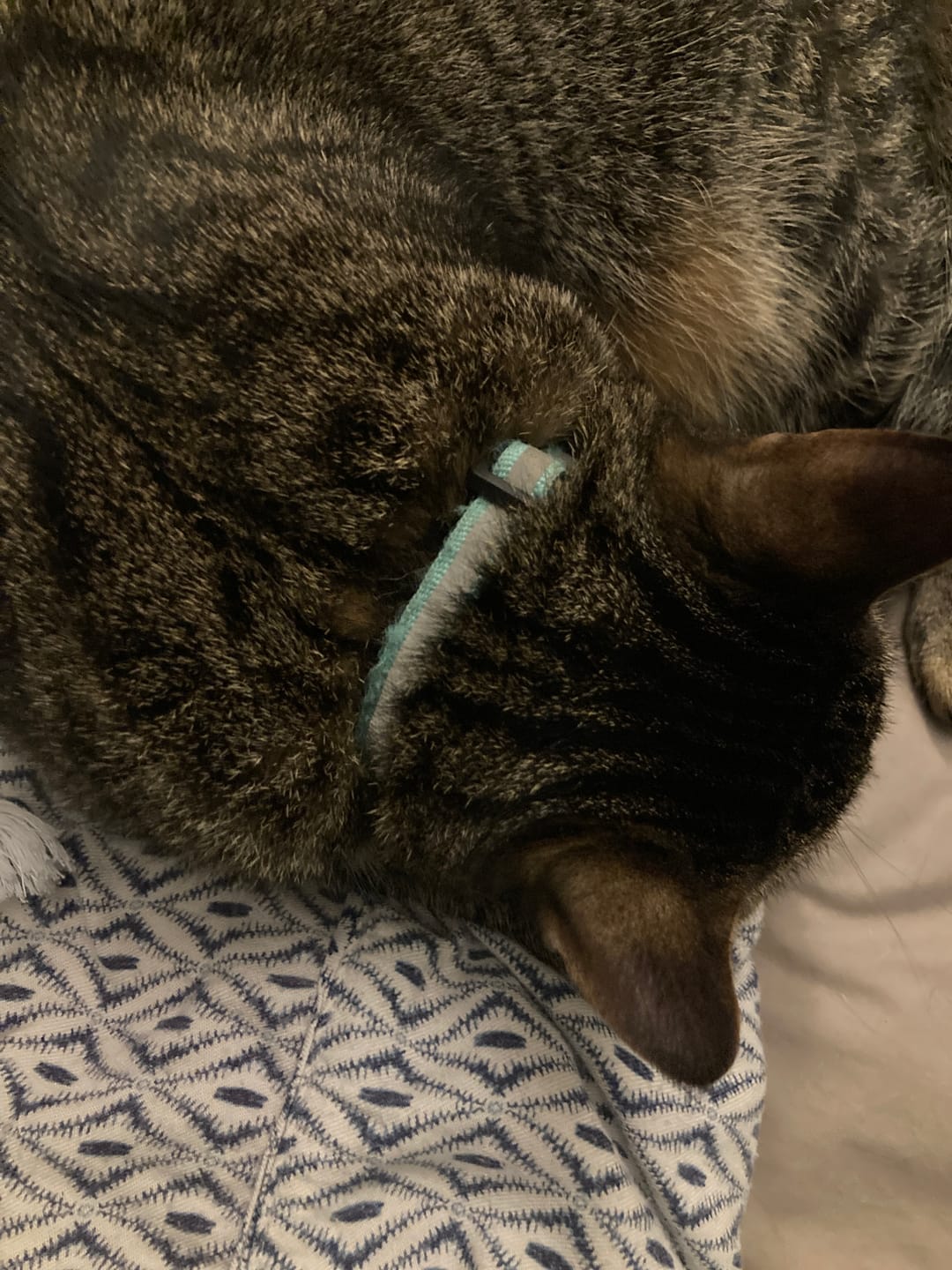 Customer photo review of Collier pour chat anti-étranglement
