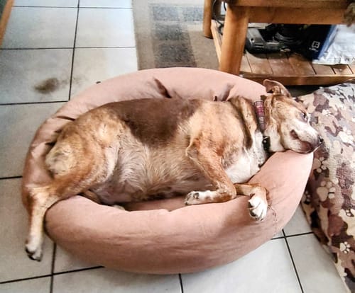 Customer photo review of Cama Antiestrés Para Perros - Lino