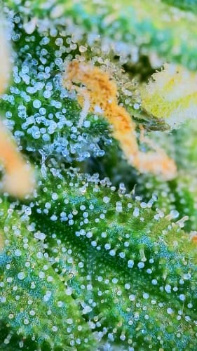 Customer photo review of Loupe électronique de poche