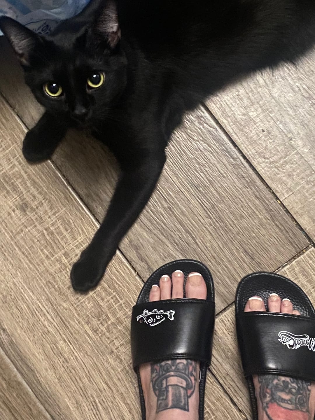 Customer photo review of Koi Cat Slides