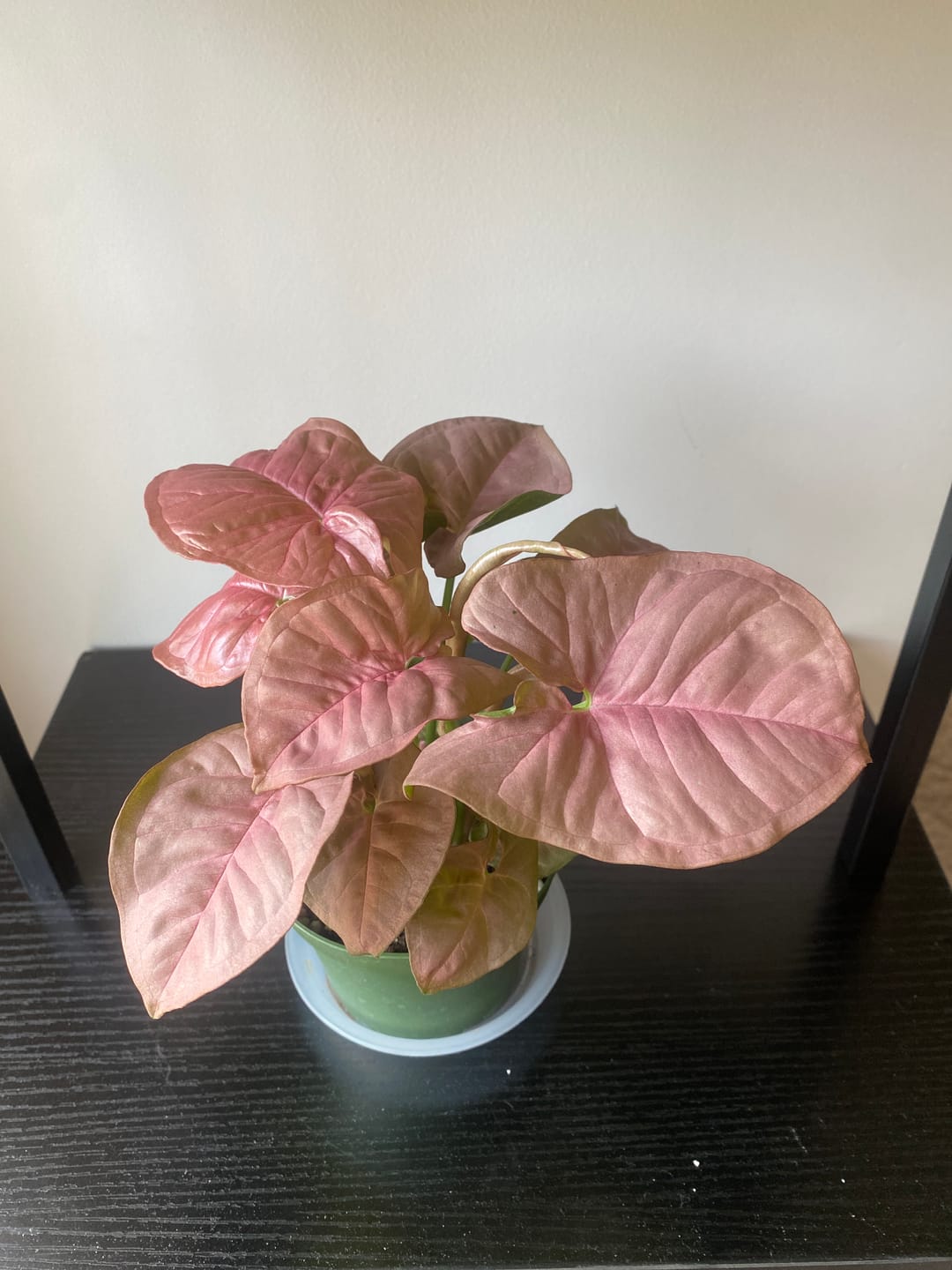 Customer photo review of Syngonium podophyllum 'Neon Robusta'