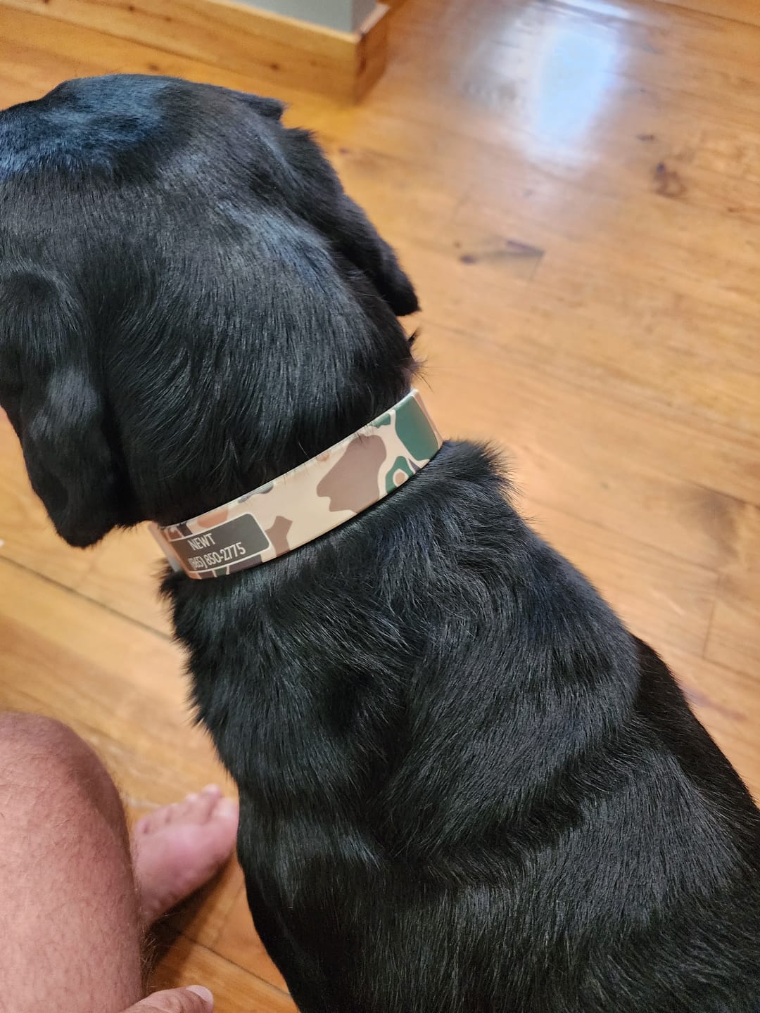 Customer photo review of CP - Brigadier Camo Dog Collar