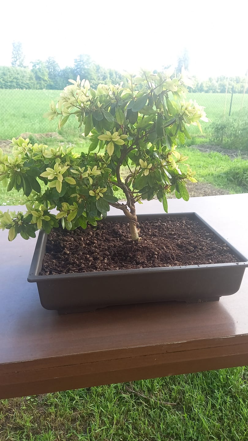 Customer photo review of VASI BONSAI PLASTICA RIGIDA PROFESSIONALI