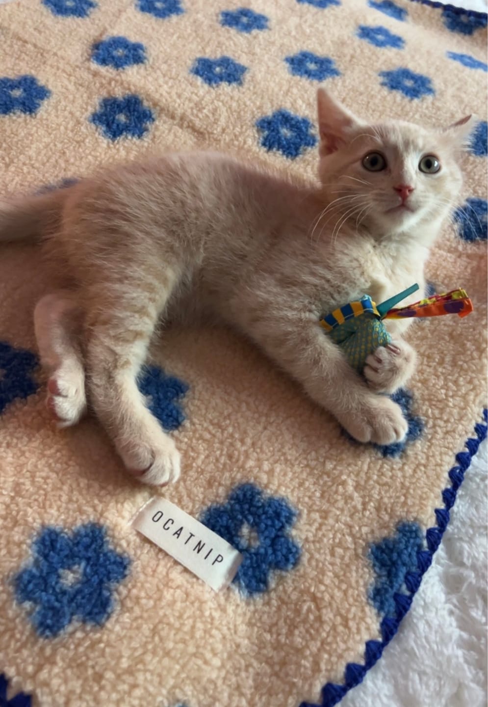 Customer photo review of Little Summer Blanket