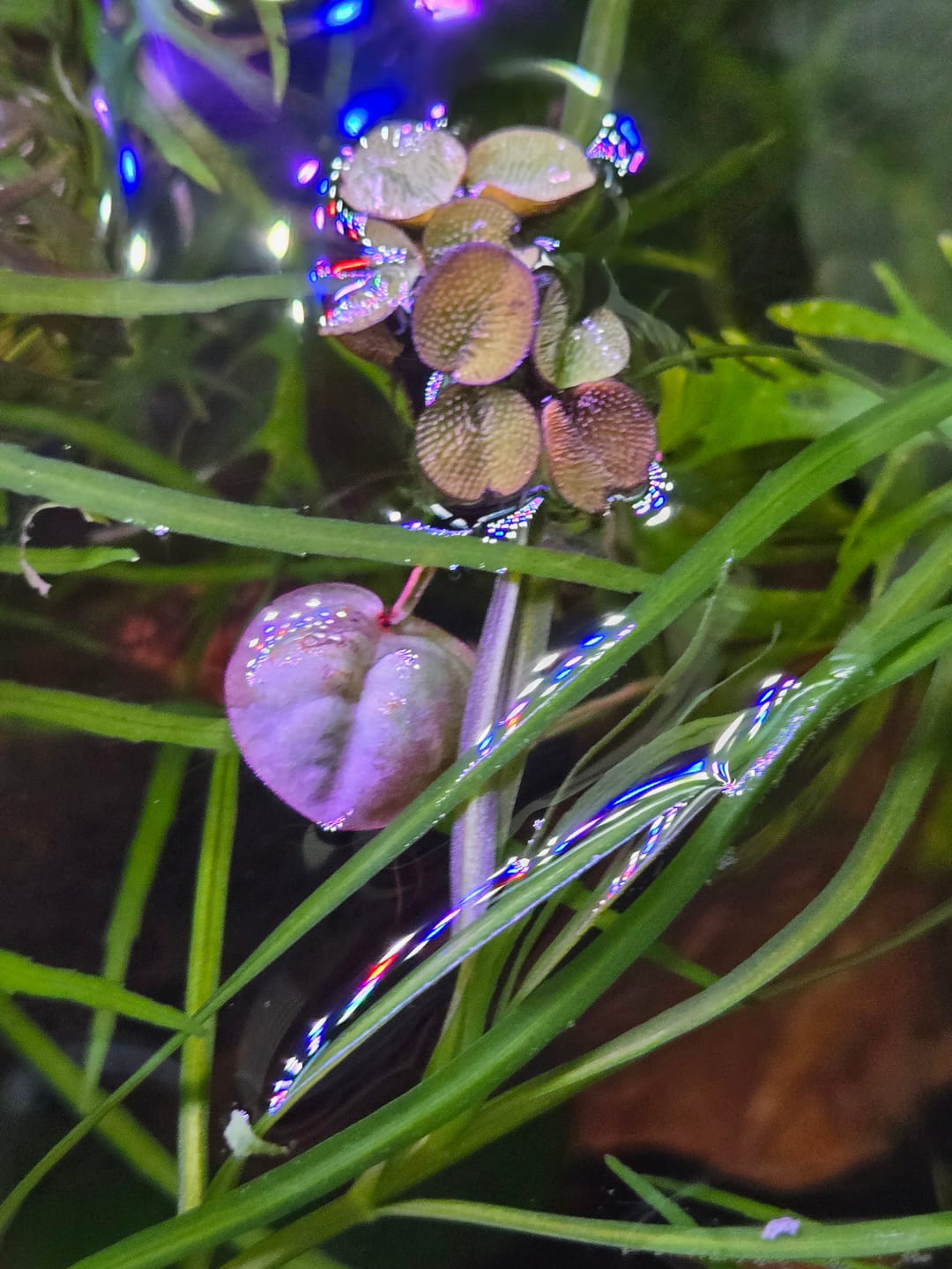 Customer photo review of Red Root Floaters