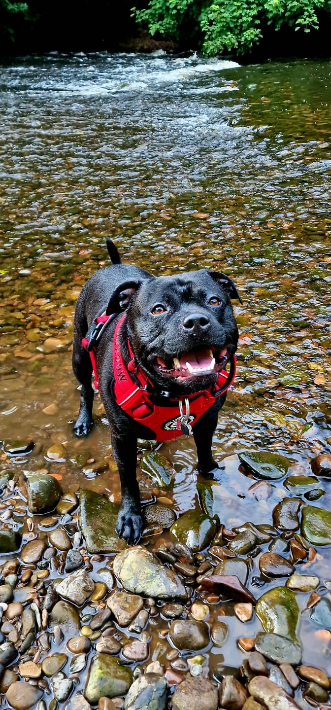 Customer photo review of Premium Comfort Harness | Non Restrictive & Adjustable - Red