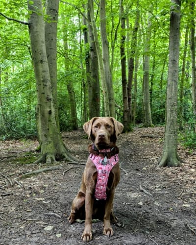 Customer photo review of Tough Trails™ Harness - Fairytale Forest