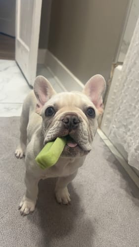 Customer photo review of MIX FLAVORED CHEWS ( A PACK OF 4 STICKS )