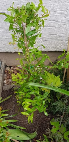 Customer photo review of Punica granatum "Kazake" 80-110 cm / 4-6 Lt.Topf