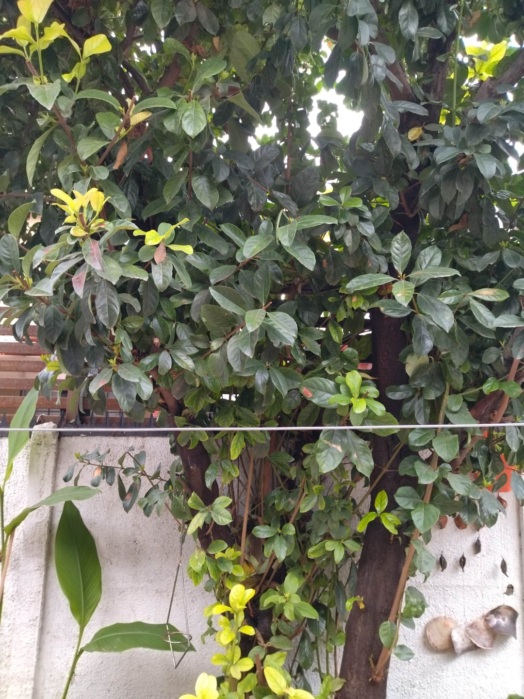 Customer photo review of Colibrís Solares - IP65 Luz Cálida/Colores Largo 3,7 m