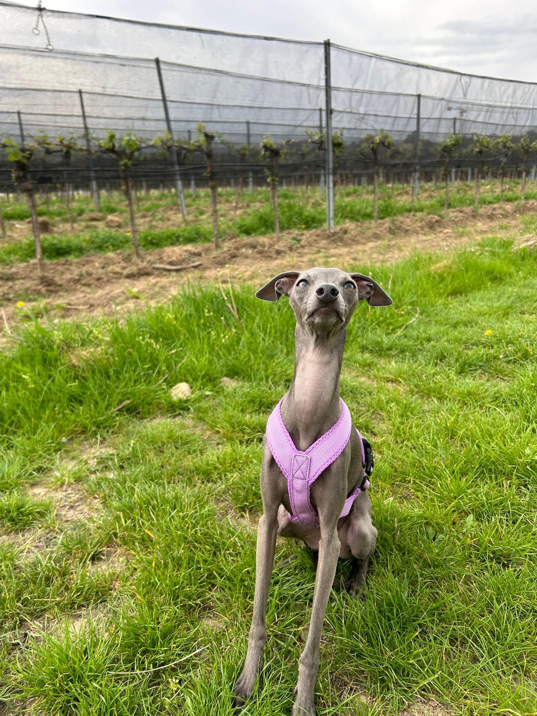 Customer photo review of Windhundgeschirr FUN Welpe/Windspiel "Lilac"