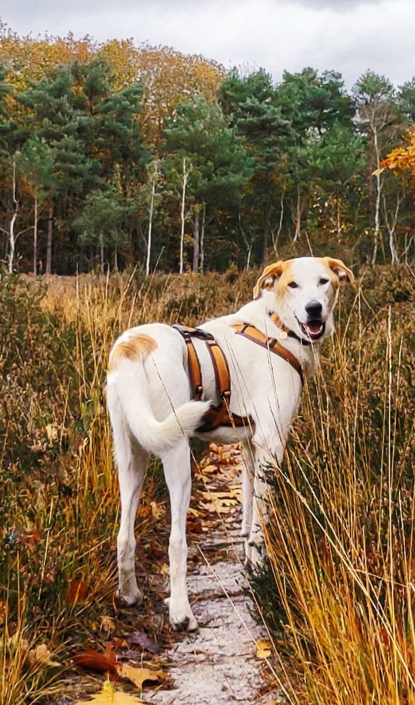 Customer photo review of Escape Proof Dog Harness SAFETY Cinnamon/Brown | AnnyX