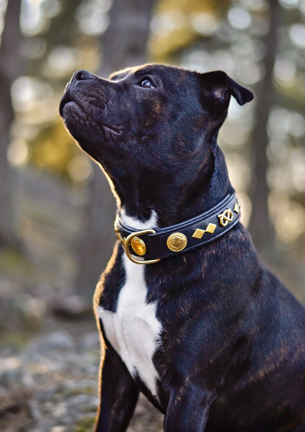 Customer photo review of Staffordshire Bull Terrier 1935® Leather Collar & Leash Set - Gentleman Jim - Black/Gold