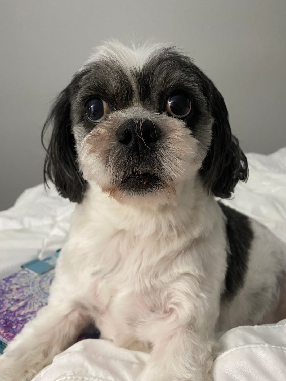 Customer photo review of Dog Bark Silencer