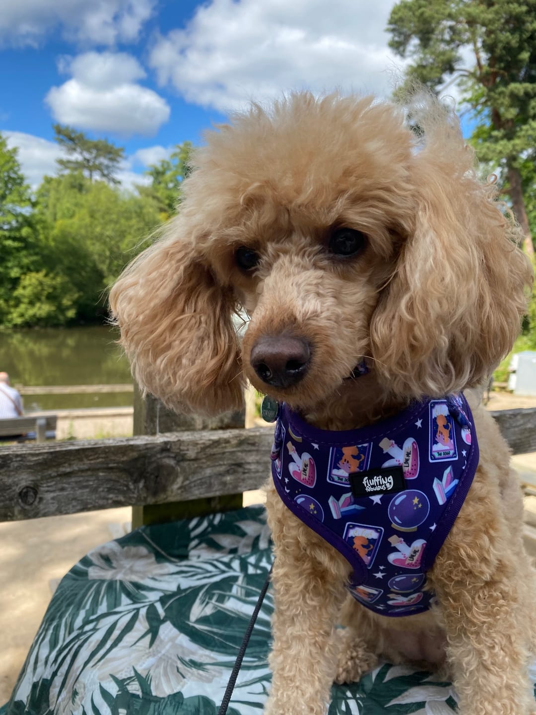 Customer photo review of Dog Harness - Pawtune Teller