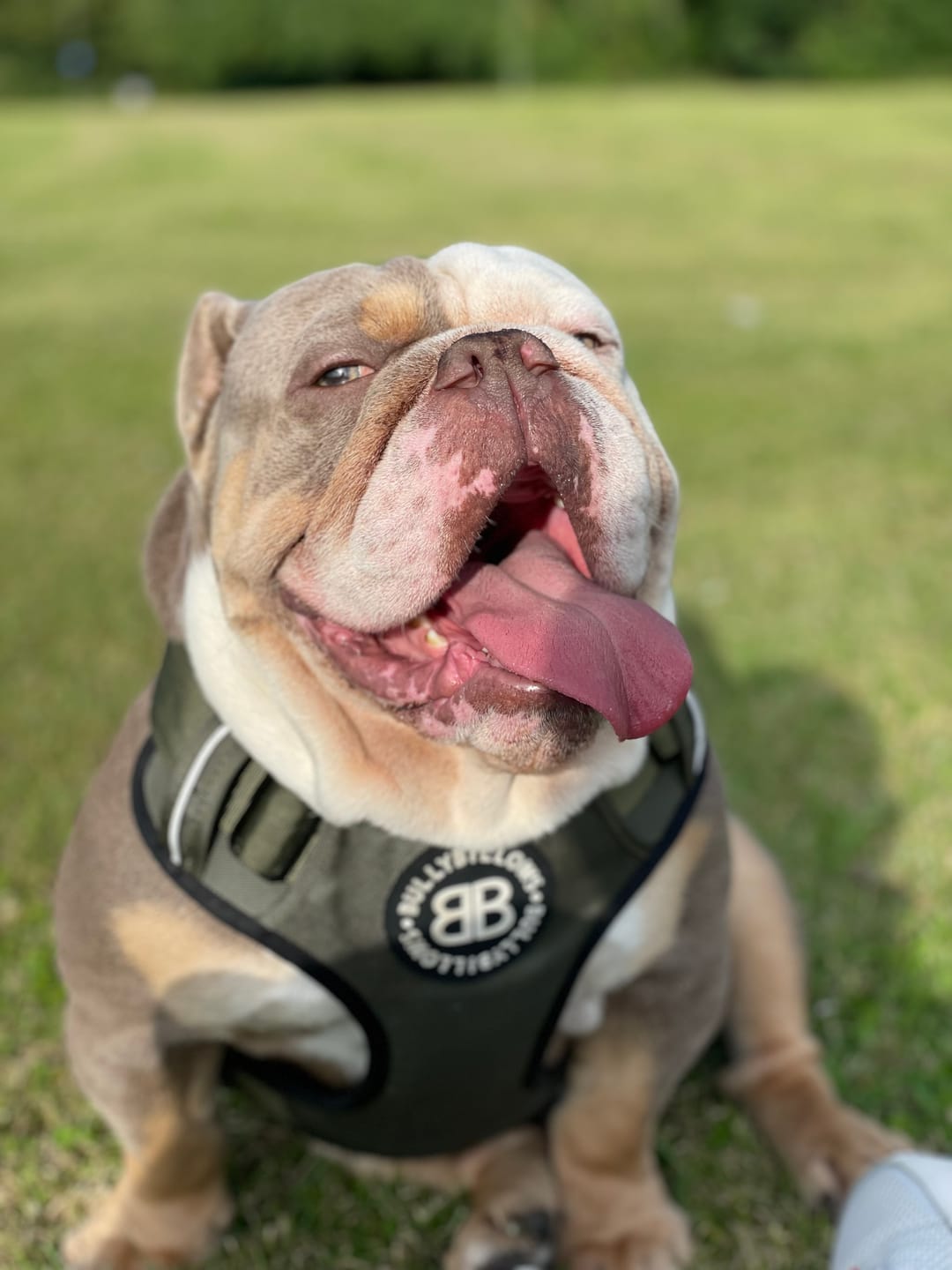 Customer photo review of 1.4m Swivel Combat Lead | Neoprene Lined, Secure Rated Clip with Soft Handle - Khaki