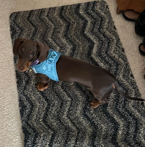 Customer photo review of Pawsome Pup Harness - Teal