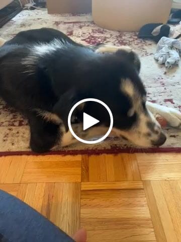 Customer video review of Multi-Flavor Stick