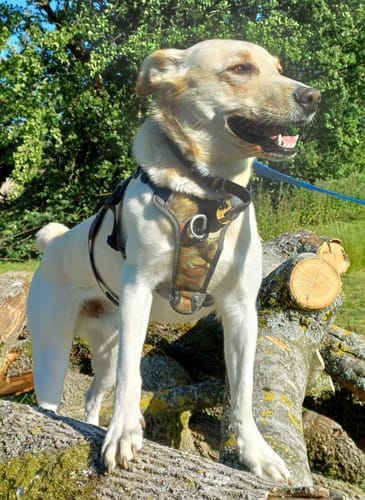 Customer photo review of Sighthound Escape Proof Harness
