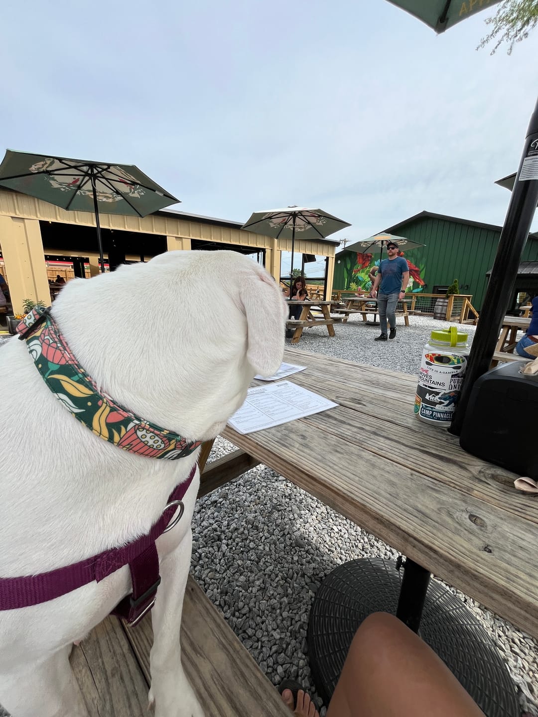 Customer photo review of NOOM: Artist Series Collar