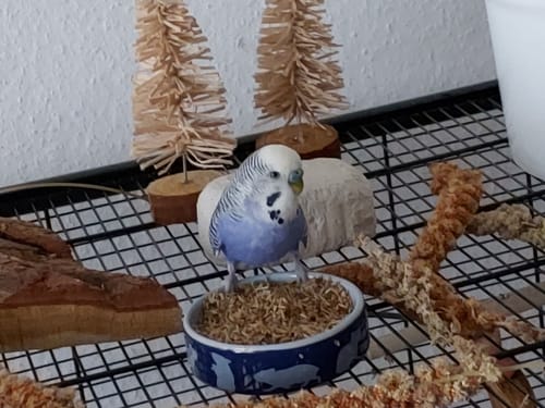 Customer photo review of Welli Mix Basilikum