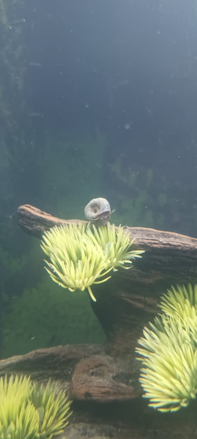 Customer photo review of RAMSHORN SNAILS (ASSORTED BLUE, PINK,GREY,GOLD)