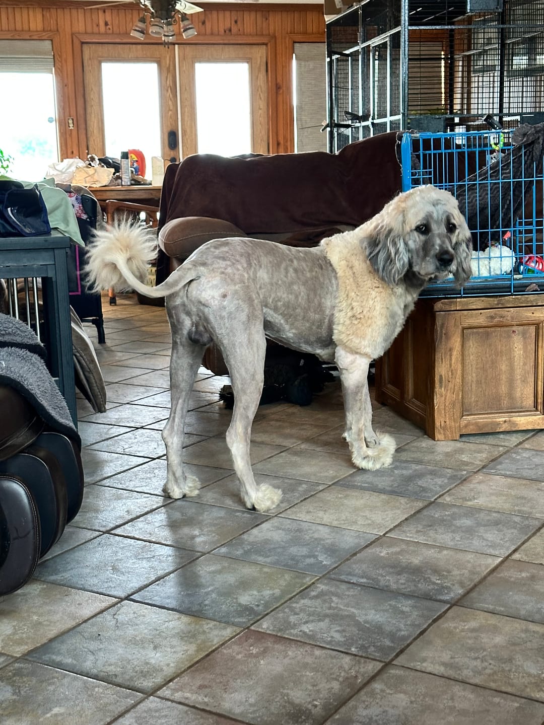 Customer photo review of Carrying Case for furMe Grooming Vacuum