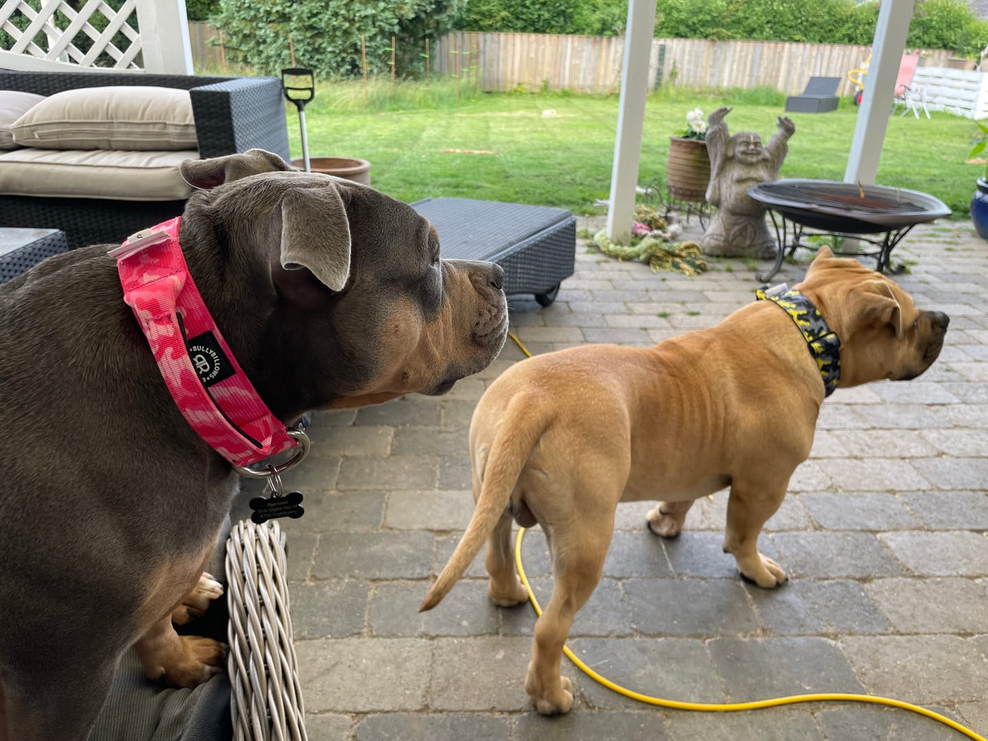Customer photo review of 4cm Combat® Collar | With Handle & Rated Clip - Bubblegum v2.0
