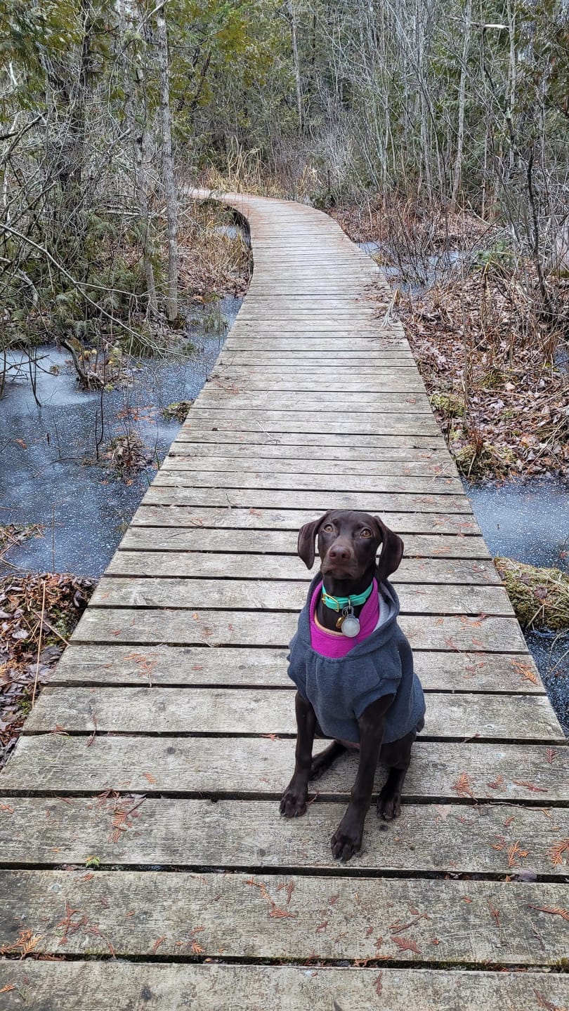 Customer photo review of Seafoam - Classic Biothane Dog Collar