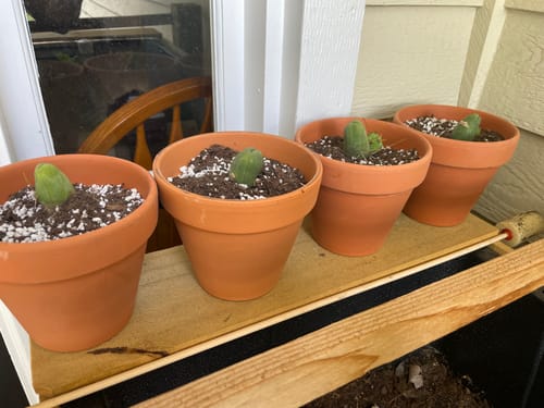Customer photo review of Penis Cactus | Short Form | Trichocereus bridgesii monstrose