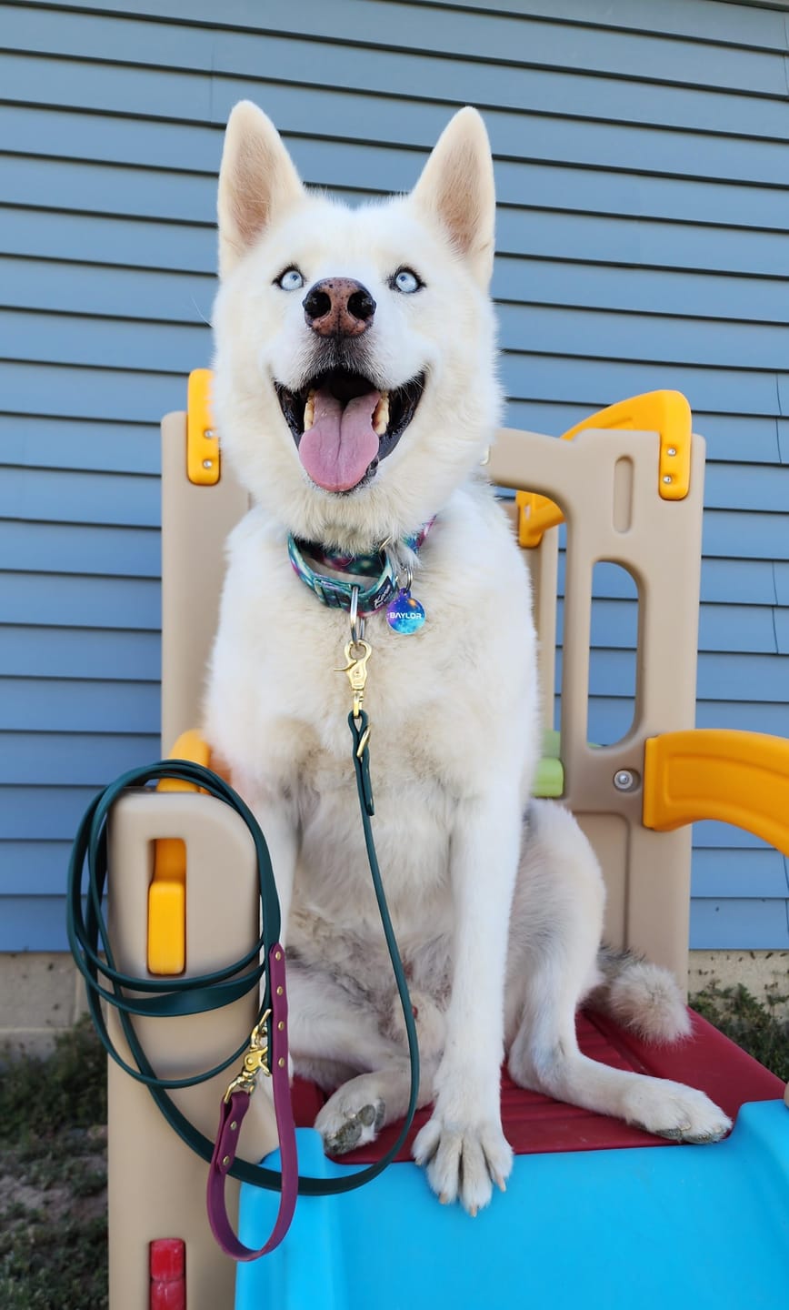 Customer photo review of Cedar - Classic Biothane Dog Leash